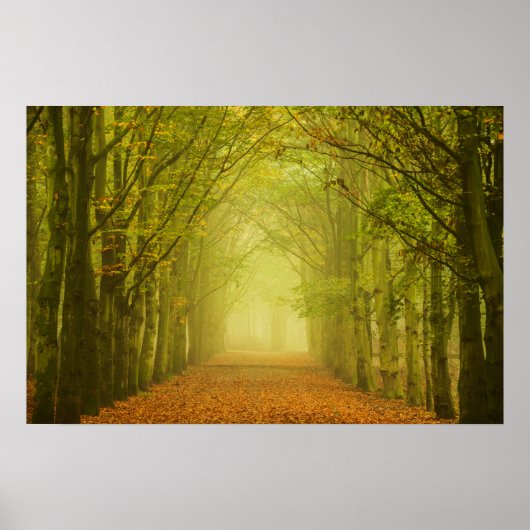 LichtTunnel im Wald Poster (Vorne)