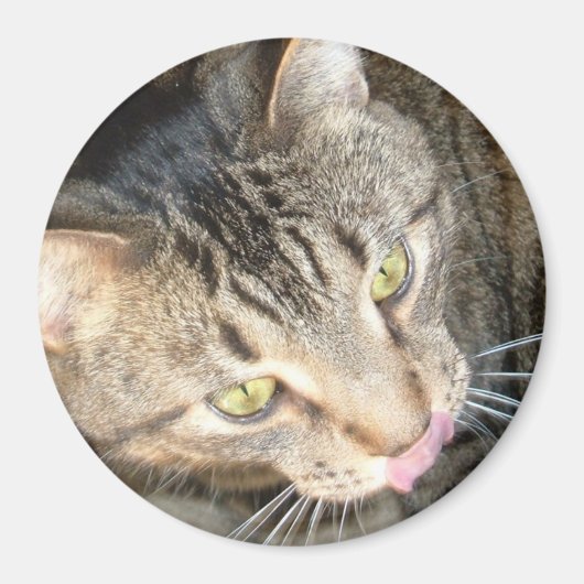 Licky Paws Magnet (Vorne)