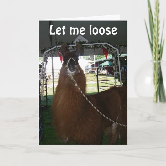 LIEBE A LLAMA...ODER JEMAND ANDERER...SENDE IHM HE KARTE (Vorderseite)