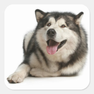 Liebe Alaskan Malamute Welpe Doppy Sticker / Siege