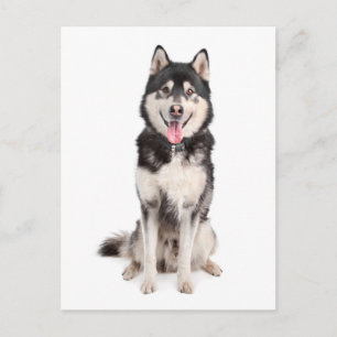 Liebe Alaskan Malamute Welpenhund Postkarte