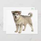 Liebe Alaskan Malamute Welpenhund Postkarte (Vorne/Hinten)