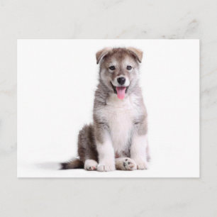 Liebe Alaskan Malamute Welpenhund Postkarte