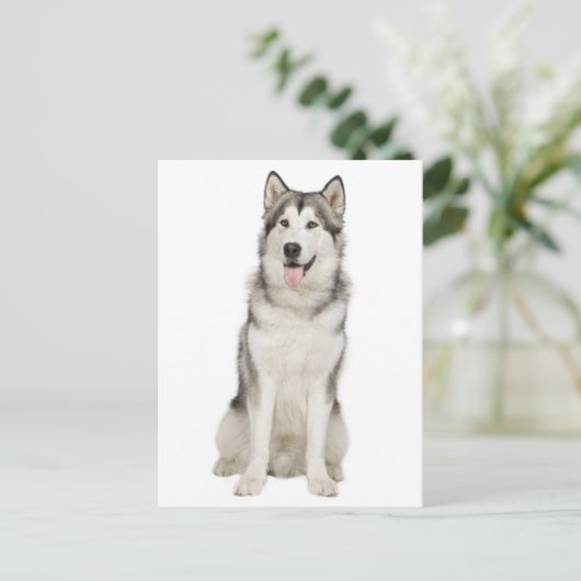 Liebe Alaskan Malamute Welpenhund Postkarte (Stehend Vorderseite)
