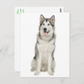 Liebe Alaskan Malamute Welpenhund Postkarte (Vorne/Hinten)