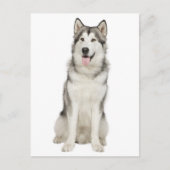 Liebe Alaskan Malamute Welpenhund Postkarte (Vorderseite)