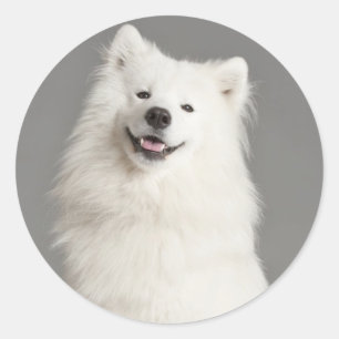 Liebe American Eskimo Puppy Hund Sticker / Label