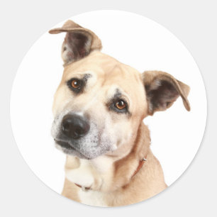 Liebe American Staffordshire Terrier Hund Aufklebe Runder Aufkleber