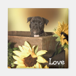 Liebe American Staffordshire Terrier Kühlschrankma Magnet