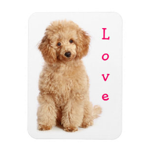 Liebe Apricot Pudel Welpe Hund Kühlschrank Magnet