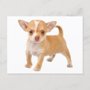 Liebe Baby Chihuahua Welpe Doppy Post Card Postkarte