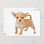 Liebe Baby Chihuahua Welpe Doppy Post Card Postkarte (Vorne/Hinten)