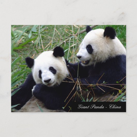 Liebe & Bamboo - Riesenpanda - Bären / China Postkarte (Vorderseite)