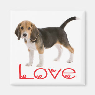 Liebe Beagle Welpen Hund Kühlschrank Magnet