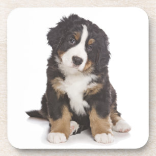 Liebe Berner Sennenhund Welpen Hund Untersetzer Se