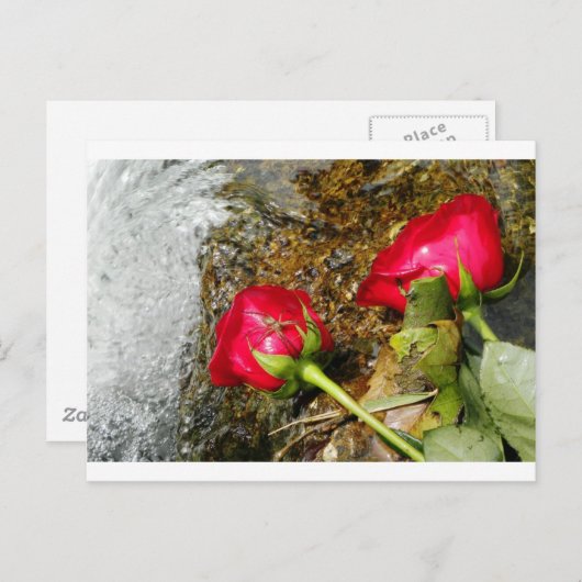 Liebe Bites Postkarte (Vorne/Hinten)