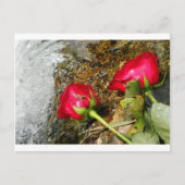 Liebe Bites Postkarte (Vorderseite)