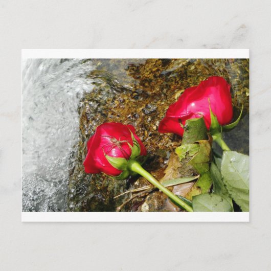 Liebe Bites Postkarte (Vorderseite)