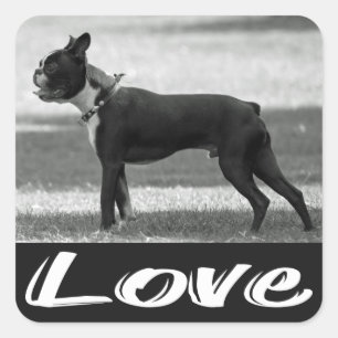 Liebe Black & White Boston Terrier Hundeaufkleber Quadratischer Aufkleber