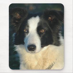 Liebe Border Collie Welpe Hund Mauspad