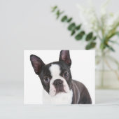Liebe Boston Terrier Puppy Dog Postkarte (Stehend Vorderseite)