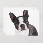 Liebe Boston Terrier Puppy Dog Postkarte (Vorne/Hinten)