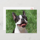 Liebe Boston Terrier Welpe Dog denken Sie an Sie Postkarte (Vorne/Hinten)