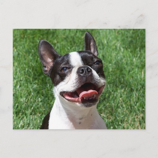 Liebe Boston Terrier Welpe Dog denken Sie an Sie Postkarte (Vorderseite)