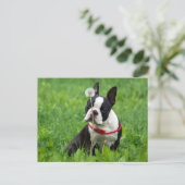 Liebe Boston Terrier Welpe Dog denken Sie an Sie Postkarte (Stehend Vorderseite)