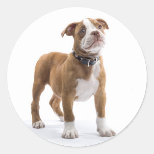 Liebe Boxer Welpe Hund Gruß Aufkleber