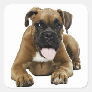 Liebe Boxer Welpe Hund Gruß Aufkleber