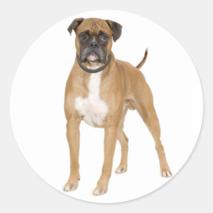 Liebe Boxer Welpe Hund Gruß Aufkleber