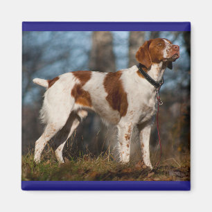 Liebe Brittany Spaniel Welpe Dog Magnet