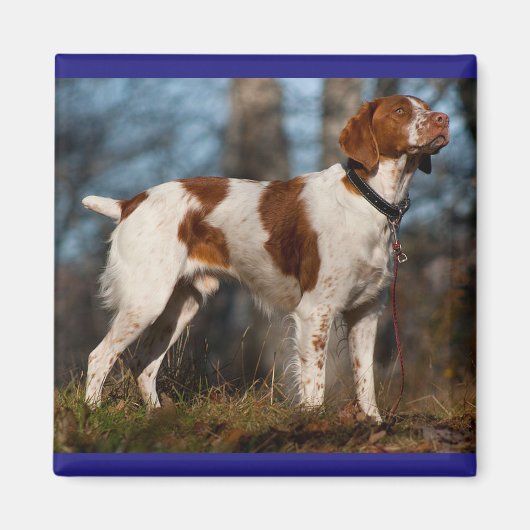 Liebe Brittany Spaniel Welpe Dog Magnet (Vorne)