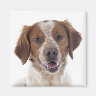 Liebe Brittany Spaniel Welpe Hund Magnet