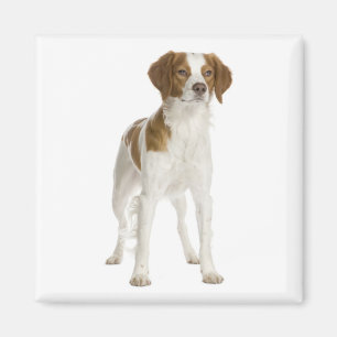 Liebe Brittany Spaniel Welpe Hund Magnet