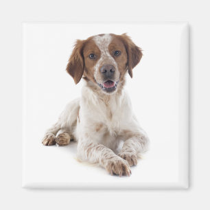 Liebe Brittany Spaniel Welpe Hund Magnet