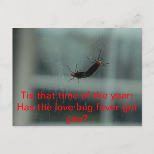 Liebe Bug Fieber Postkarte (Vorderseite)