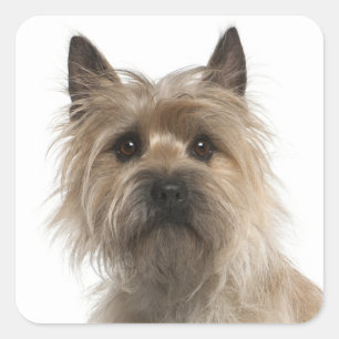 Liebe Cairn Terrier Welpe Hund Grußkleber Quadratischer Aufkleber