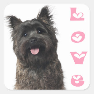 Liebe Cairn Terrier Welpe Hund Rosa Herzen Aufkleb Quadratischer Aufkleber