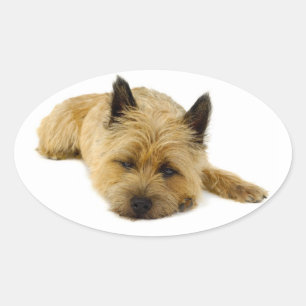 Liebe Cairn Terrier Welpenhund Grüß Aufkleber