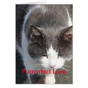 Liebe Cat Card