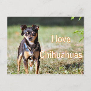 Liebe Chi Postkarte