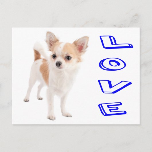 Liebe Chihuahua Welpe Doppy Post Card Postkarte (Vorderseite)