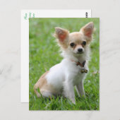 Liebe Chihuahua Welpe Doppy Post Card Postkarte (Vorne/Hinten)