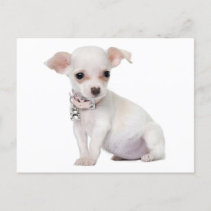 Liebe Chihuahua Welpe Doppy Post Card Postkarte