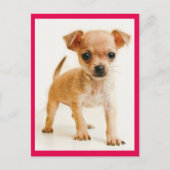 Liebe Chihuahua Welpe Doppy Post Card Postkarte (Vorderseite)