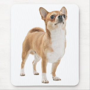 Liebe Chihuahua-Welpe Hund Mauspad