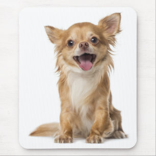 Liebe Chihuahua Welpen Hund Mauspad