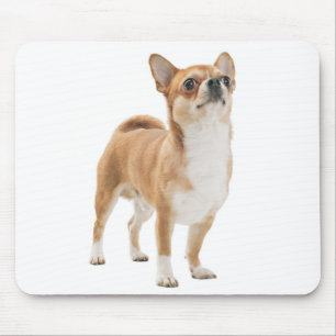 Liebe Chihuahua Welpen Hund Mauspad